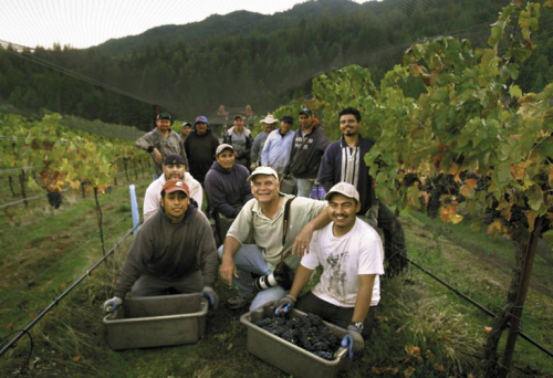 Eric with harvesters in the vineyard and bins of grapes