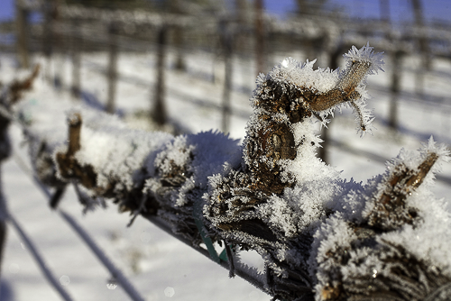 Dormant vine buds with ice