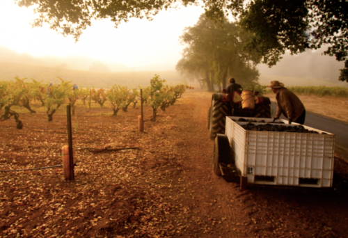 tractor pulling bins of harvested grapes driving away in the vineyard