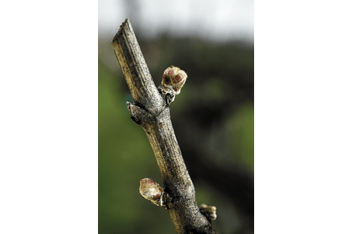 Close-up of spring swollen buds