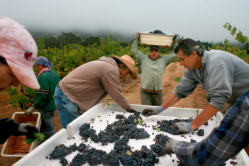 workers harvesting old vine zinfandel grapes in the vineyard