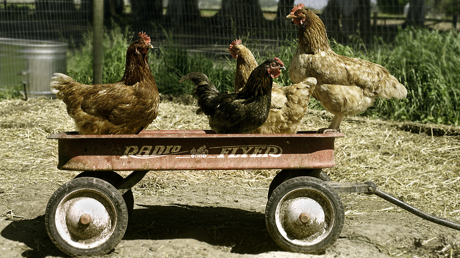 Four roosters on a Radio Flyer rusted wagon