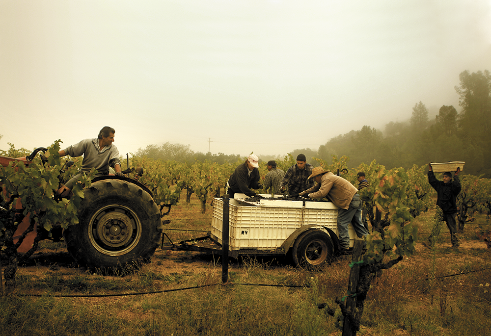 Joe Ramazzotti on a tractor with workers harvesting Old Vine Zinfandel grapes in the vineyard