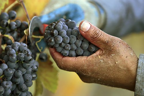 man's hand holding a bunch of Syrah grapes from the vine