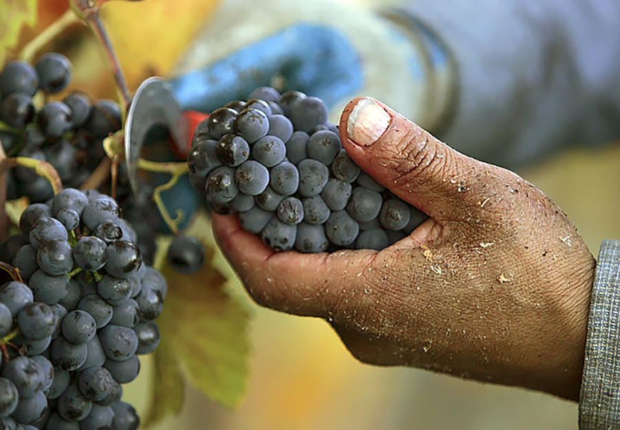 man's hand holding a bunch of Syrah grapes from the vine