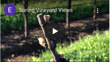 Picture of Spring vineyard for video album cover