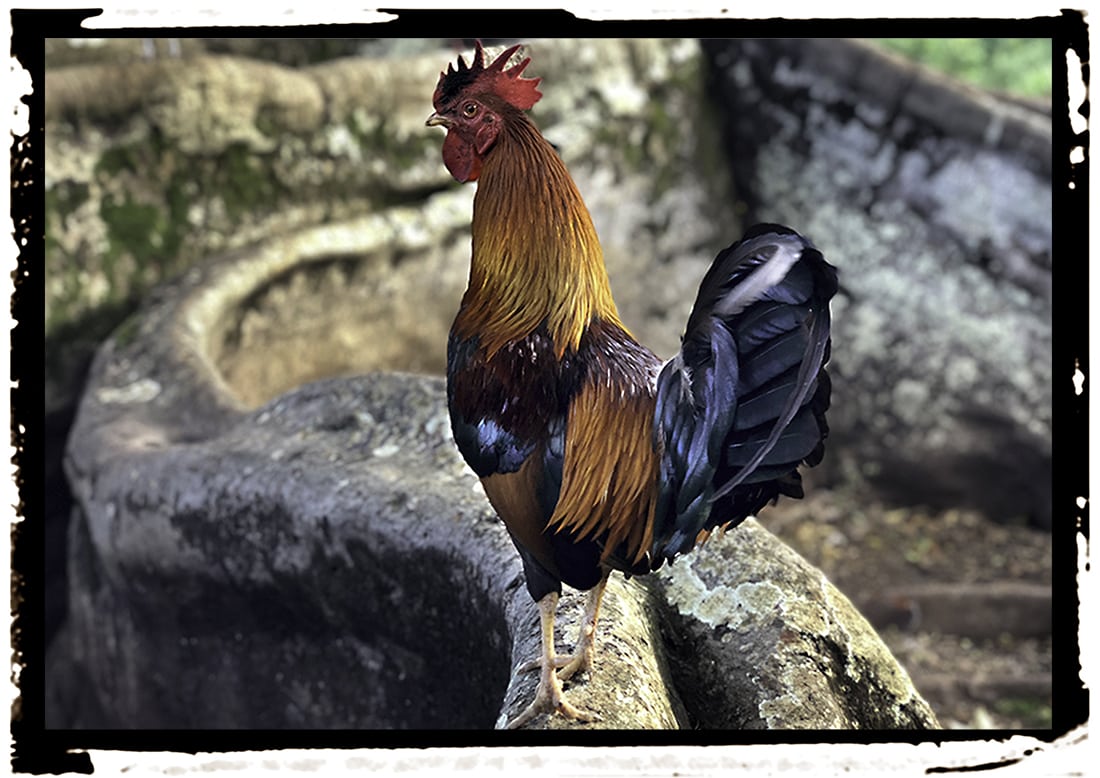 Eric Ross rooster